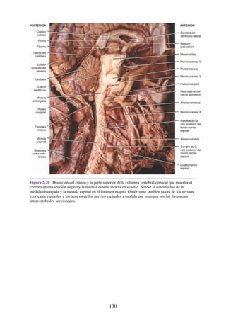 Figura 2-20 Disección del cráneo y la parte superior de la columna vertebral cervical que muestra el
cerebro en una sección sagital y la médula espinal intacta en su sitio. Nótese la continuidad de la
médula oblongada y la médula espinal en el foramen magno. Obsérvense también raíces de los nervios
cervicales espinales y los troncos de los nervios espinales a medida que emergen por los forámenes
intervertebrales seccionados.
130
 
