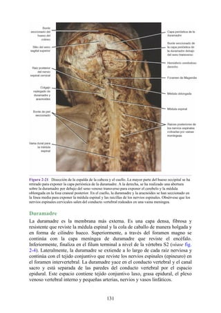 Figura 2-21 Disección de la espalda de la cabeza y el cuello. La mayor parte del hueso occipital se ha
retirado para exponer la capa perióstica de la duramadre. A la derecha, se ha realizado una abertura
sobre la duramadre por debajo del seno venoso transverso para exponer el cerebelo y la médula
oblongada en la fosa craneal posterior. En el cuello, la duramadre y la aracnoides se han seccionado en
la línea media para exponer la médula espinal y las raicillas de los nervios espinales. Obsérvese que los
nervios espinales cervicales salen del conducto vertebral rodeados en una vaina meníngea.
Duramadre
La duramadre es la membrana más externa. Es una capa densa, fibrosa y
resistente que reviste la médula espinal y la cola de caballo de manera holgada y
en forma de cilindro hueco. Superiormente, a través del foramen magno se
continúa con la capa meníngea de duramadre que reviste el encéfalo.
Inferiormente, finaliza en el filum terminal a nivel de la vértebra S2 (véase fig.
2-4). Lateralmente, la duramadre se extiende a lo largo de cada raíz nerviosa y
continúa con el tejido conjuntivo que reviste los nervios espinales (epineuro) en
el foramen intervertebral. La duramadre yace en el conducto vertebral y el canal
sacro y está separada de las paredes del conducto vertebral por el espacio
epidural. Este espacio contiene tejido conjuntivo laxo, grasa epidural, el plexo
venoso vertebral interno y pequeñas arterias, nervios y vasos linfáticos.
131
 