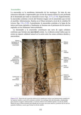 Aracnoides
La aracnoides es la membrana intermedia de las meninges. Se trata de una
estructura delicada e impermeable que reviste de manera íntima la cara profunda
de la duramadre por toda su extensión (véanse figs. 2-17 y 2-18). Superiormente,
la aracnoides continúa a través del foramen magno con la aracnoides que reviste
el encéfalo. Inferiormente, finaliza en el filum terminal a nivel de la vértebra S2
(véanse figs. 2-4 y 2-22). Lateralmente, la aracnoides continúa a lo largo de las
raíces nerviosas espinales y finalmente se fusiona con el perineuro de los nervios
espinales en los forámenes intervertebrales.
La duramadre y la aracnoides constituyen una serie de capas celulares
continuas que forman una saco dural común. La evidencia actual indica que no
existe un espacio subdural natural en la unión entre las zonas celulares durales y
aracnoideas.
Figura 2-22 Disección de la porción inferior de la espalda que incluye una laminectomía completa de
las regiones lumbar y sacra de la columna vertebral. Las meninges han sido disecadas y desplazadas
para exponer el espacio subaracnoideo, el extremo inferior de la médula espinal y la cola de caballo.
Obsérvese que el filum terminal está rodeado por las raíces nerviosas anterior y posterior de los nervios
espinales lumbares y sacros que forman la cola de caballo.
132
 