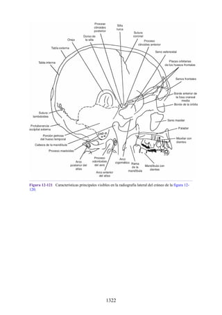 ANATOMIA SNELL 10MA EDICION ESPAÑOL.pdf