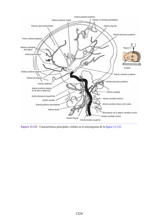 ANATOMIA SNELL 10MA EDICION ESPAÑOL.pdf