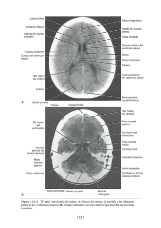 ANATOMIA SNELL 10MA EDICION ESPAÑOL.pdf