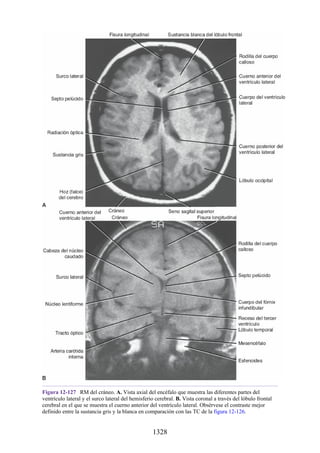 ANATOMIA SNELL 10MA EDICION ESPAÑOL.pdf