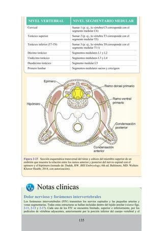 NIVEL VERTEBRAL NIVEL SEGMENTARIO MEDULAR
Cervical Sumar 1 (p. ej., la vértebra C5 corresponde con el
segmento medular C6)
Torácico superior Sumar 2 (p. ej., la vértebra T3 corresponde con el
segmento medular T5)
Torácico inferior (T7-T9) Sumar 3 (p. ej., la vértebra T8 corresponde con el
segmento medular T11)
Décimo torácico Segmentos medulares L1 y L2
Undécimo torácico Segmentos medulares L3 y L4
Duodécimo torácico Segmento medular L5
Primero lumbar Segmentos medulares sacros y coccígeos
Figura 2-23 Sección esquemática transversal del tórax y esbozo del miembro superior de un
embrión que muestra la relación entre los ramos anterior y posterior del nervio espinal con el
epímero y el hipómero (tomado de: Dudek, RW. BRS Embryology; 6th ed. Baltimore, MD: Wolters
Kluwer Health; 2014, con autorización).
Notas clínicas
Dolor nervioso y forámenes intervertebrales
Los forámenes intervertebrales (FIV) transmiten los nervios espinales y las pequeñas arterias y
venas segmentarias. Todas estas estructuras se hallan incluidas dentro del tejido areolar (véanse figs.
2-11, 2-13 y 2-17). Cada uno de los FIV se encuentra limitado, superior e inferiormente, por los
pedículos de vértebras adyacentes, anteriormente por la porción inferior del cuerpo vertebral y el
135
 