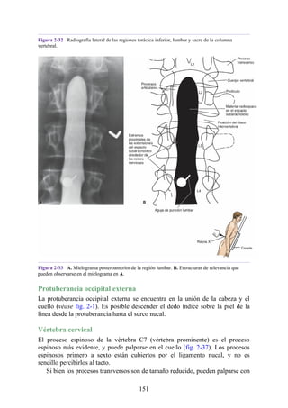 Figura 2-32 Radiografía lateral de las regiones torácica inferior, lumbar y sacra de la columna
vertebral.
Figura 2-33 A. Mielograma posteroanterior de la región lumbar. B. Estructuras de relevancia que
pueden observarse en el mielograma en A.
Protuberancia occipital externa
La protuberancia occipital externa se encuentra en la unión de la cabeza y el
cuello (véase fig. 2-1). Es posible descender el dedo índice sobre la piel de la
línea desde la protuberancia hasta el surco nucal.
Vértebra cervical
El proceso espinoso de la vértebra C7 (vértebra prominente) es el proceso
espinoso más evidente, y puede palparse en el cuello (fig. 2-37). Los procesos
espinosos primero a sexto están cubiertos por el ligamento nucal, y no es
sencillo percibirlos al tacto.
Si bien los procesos transversos son de tamaño reducido, pueden palparse con
151
 
