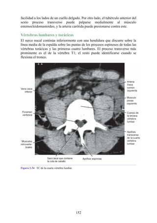 facilidad a los lados de un cuello delgado. Por otro lado, el tubérculo anterior del
sexto proceso transverso puede palparse medialmente al músculo
esternocleidomastoideo, y la arteria carótida puede presionarse contra este.
Vértebras lumbares y torácicas
El surco nucal continúa inferiormente con una hendidura que discurre sobre la
línea media de la espalda sobre las puntas de los procesos espinosos de todas las
vértebras torácicas y las primeras cuatro lumbares. El proceso transverso más
prominente es el de la vértebra T1; el resto puede identificarse cuando se
flexiona el tronco.
Figura 2-34 TC de la cuarta vértebra lumbar.
152
 
