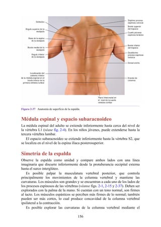 Figura 2-37 Anatomía de superficie de la espalda.
Médula espinal y espacio subaracnoideo
La médula espinal del adulto se extiende inferiormente hasta cerca del nivel de
la vértebra L1 (véase fig. 2-4). En los niños jóvenes, puede extenderse hasta la
tercera vértebra lumbar.
El espacio subaracnoideo se extiende inferiormente hasta la vértebra S2, que
se localiza en el nivel de la espina ilíaca posterosuperior.
Simetría de la espalda
Observe la espalda como unidad y compare ambos lados con una línea
imaginaria que discurre inferiormente desde la protuberancia occipital externa
hasta el surco interglúteo.
Es posible palpar la musculatura vertebral posterior, que controla
principalmente los movimientos de la columna vertebral y mantiene las
curvaturas. Los músculos son grandes y se encuentran a cada uno de los lados de
los procesos espinosos de las vértebras (véanse figs. 2-1, 2-15 y 2-37). Deben ser
explorados con la palma de la mano. Si cuentan con un tono normal, son firmes
al tacto. Los músculos espásticos se perciben más firmes de lo normal; también
pueden ser más cortos, lo cual produce concavidad de la columna vertebral
ipsilateral a la contracción.
Es posible explorar las curvaturas de la columna vertebral mediante el
156
 