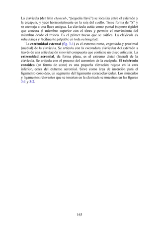 La clavícula (del latín clavicul-, “pequeña llave”) se localiza entre el esternón y
la escápula, y yace horizontalmente en la raíz del cuello. Tiene forma de “S” y
se asemeja a una llave antigua. La clavícula actúa como puntal (soporte rígido)
que conecta el miembro superior con el tórax y permite el movimiento del
miembro desde el tronco. Es el primer hueso que se osifica. La clavícula es
subcutánea y fácilmente palpable en toda su longitud.
La extremidad esternal (fig. 3-1) es el extremo romo, engrosado y proximal
(medial) de la clavícula. Se articula con la escotadura clavicular del esternón a
través de una articulación sinovial compuesta que contiene un disco articular. La
extremidad acromial, de forma plana, es el extremo distal (lateral) de la
clavícula. Se articula con el proceso del acromion de la escápula. El tubérculo
conoideo (en forma de cono) es una pequeña elevación rugosa en la cara
inferior, cerca del extremo acromial. Sirve como área de inserción para el
ligamento conoideo, un segmento del ligamento coracoclavicular. Los músculos
y ligamentos relevantes que se insertan en la clavícula se muestran en las figuras
3-1 y 3-2.
163
 