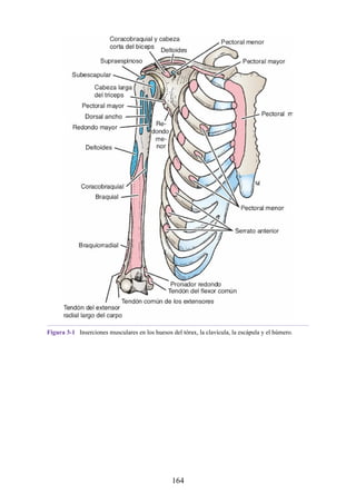 Figura 3-1 Inserciones musculares en los huesos del tórax, la clavícula, la escápula y el húmero.
164
 