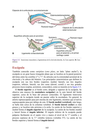 Figura 3-2 Inserciones musculares y ligamentosas de la clavícula derecha. A. Cara superior. B. Cara
inferior.
Escápula
También conocida como omóplato (omo plato, en latín “plato ancho”), la
escápula es un gran hueso triangular plano que se localiza en la pared posterior
del tórax entre las costillas 2.a y 7.a. Se articula con la extremidad acromial de la
clavícula y la cabeza del húmero. Las principales características que definen la
escápula son sus tres bordes (superior, medial, lateral), sus tres ángulos
(superior, inferior, lateral), sus dos caras (dorsal, costal) y sus tres grandes
procesos óseos (espina, acromion, coracoides), como se muestra en la figura 3-3.
El borde superior es el borde corto, delgado y superior de la escápula. Se
observa una muesca (la escotadura escápular) en la cara lateral del borde
superior, cerca de la base del proceso coracoides. El ligamento transverso
superior de la escápula tiende un puente sobre la escotadura. En general, la
arteria supraescapular pasa por encima de este ligamento, mientras que el nervio
supraescapular pasa por debajo de este. El borde medial (vertebral), más largo,
se halla más cerca de la columna vertebral. El borde lateral (axilar) es más
grueso y se localiza más próximo a la axila. La unión de los bordes superior y
medial forma el ángulo superior de la escápula. La unión de los bordes medial
y lateral forma el ángulo inferior. El ángulo inferior de la escápula puede
palparse fácilmente en el sujeto vivo y marca el nivel de la 7.a costilla y el
proceso espinoso de la 7.a vértebra torácica (vértebra T7). La unión de los
bordes superior y lateral forma el ángulo lateral.
165
 