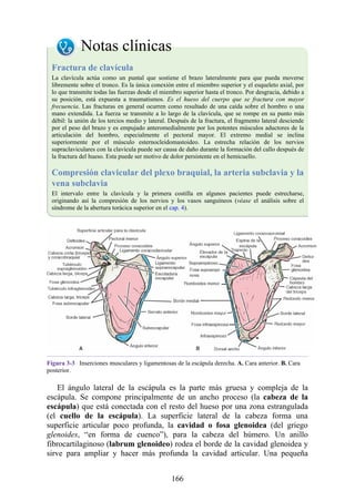 Notas clínicas
Fractura de clavícula
La clavícula actúa como un puntal que sostiene el brazo lateralmente para que pueda moverse
libremente sobre el tronco. Es la única conexión entre el miembro superior y el esqueleto axial, por
lo que transmite todas las fuerzas desde el miembro superior hasta el tronco. Por desgracia, debido a
su posición, está expuesta a traumatismos. Es el hueso del cuerpo que se fractura con mayor
frecuencia. Las fracturas en general ocurren como resultado de una caída sobre el hombro o una
mano extendida. La fuerza se transmite a lo largo de la clavícula, que se rompe en su punto más
débil: la unión de los tercios medio y lateral. Después de la fractura, el fragmento lateral desciende
por el peso del brazo y es empujado anteromedialmente por los potentes músculos aductores de la
articulación del hombro, especialmente el pectoral mayor. El extremo medial se inclina
superiormente por el músculo esternocleidomastoideo. La estrecha relación de los nervios
supraclaviculares con la clavícula puede ser causa de daño durante la formación del callo después de
la fractura del hueso. Esta puede ser motivo de dolor persistente en el hemicuello.
Compresión clavicular del plexo braquial, la arteria subclavia y la
vena subclavia
El intervalo entre la clavícula y la primera costilla en algunos pacientes puede estrecharse,
originando así la compresión de los nervios y los vasos sanguíneos (véase el análisis sobre el
síndrome de la abertura torácica superior en el cap. 4).
Figura 3-3 Inserciones musculares y ligamentosas de la escápula derecha. A. Cara anterior. B. Cara
posterior.
El ángulo lateral de la escápula es la parte más gruesa y compleja de la
escápula. Se compone principalmente de un ancho proceso (la cabeza de la
escápula) que está conectada con el resto del hueso por una zona estrangulada
(el cuello de la escápula). La superficie lateral de la cabeza forma una
superficie articular poco profunda, la cavidad o fosa glenoidea (del griego
glenoides, “en forma de cuenco”), para la cabeza del húmero. Un anillo
fibrocartilaginoso (labrum glenoideo) rodea el borde de la cavidad glenoidea y
sirve para ampliar y hacer más profunda la cavidad articular. Una pequeña
166
 