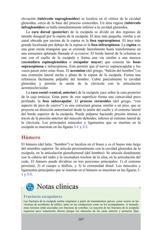 elevación (tubérculo supraglenoideo) se localiza en el vértice de la cavidad
glenoidea, cerca de la base del proceso coracoides. Un área rugosa (tubérculo
infraglenoideo) se halla inmediatamente inferior a la cavidad glenoidea.
La cara dorsal (posterior) de la escápula se divide en dos regiones de
tamaño desigual por la espina de la escápula. El área más pequeña, similar a un
canal ubicada por encima de la espina es la fosa supraespinosa. El área más
grande localizada por debajo de la espina es la fosa infraespinosa. La espina es
una gran cresta triangular que se extiende lateralmente hasta transformarse en
una estructura aplanada llamada el acromion. El borde lateral de la columna se
une con el cuello de la escápula y forma una vía similar a una muesca
(escotadura espinoglenoidea o escapular mayor) que conecta las fosas
supraespinosa e infraespinosa. Esta permite que el nervio supraescapular y los
vasos pasen entre estas fosas. El acromion (del griego, “balcón del hombro”) es
una extensión lateral ancha y plana de la espina de la escápula. Forma una
referencia fácilmente palpable del hombro. Cubre parcialmente la cavidad
glenoidea y permite la unión de la clavícula con la articulación
acromioclavicular.
La cara costal (ventral, anterior) de la escápula yace sobre la cara posterior
de la caja torácica. Gran parte de esta superficie forma una concavidad poco
profunda: la fosa subescapular. El proceso coracoides (del griego, “con
aspecto de pico de cuervo”) es una estructura gruesa, similar a un pico, que se
proyecta en dirección anterolateral desde la unión del cuello y el extremo lateral
del borde superior de la escápula. Puede palparse haciendo presión intensa a
través de la porción anterior del músculo deltoides, inferior al extremo lateral de
la clavícula. Los principales músculos y ligamentos que se insertan en la
escápula se muestran en las figuras 3-1 y 3-3.
Húmero
El húmero (del latín, “hombro”) se localiza en el brazo y es el hueso más largo
del miembro superior. Se articula proximalmente con la cavidad glenoidea de la
escápula, en la articulación glenohumeral (del hombro). Se articula distalmente
con la cabeza del radio y la escotadura troclear de la ulna, en la articulación del
codo. El húmero puede dividirse en tres porciones principales: 1) el extremo
proximal, 2) el cuerpo o diáfisis, y 3) la extremidad distal. Los músculos y
ligamentos principales que se insertan en el húmero se muestran en las figuras 3-
1 y 3-5.
Notas clínicas
Fracturas escapulares
Las fracturas de la escápula suelen originarse a partir de traumatismos graves, como ocurre en las
víctimas de accidentes de tráfico, tanto en los conductores como en los acompañantes. A menudo,
estas lesiones están asociadas con fracturas de costillas. La mayoría de las fracturas de la escápula
requieren poco tratamiento directo porque los músculos de las caras anterior y posterior fijan
167
 