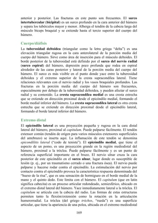 anterior y posterior. Las fracturas en este punto son frecuentes. El surco
intertubercular (bicipital) es un surco profundo en la cara anterior del húmero
y separa los tubérculos mayor y menor. Alberga el tendón de la cabeza larga del
músculo bíceps braquial y se extiende hasta el tercio superior del cuerpo del
húmero.
Cuerpo/diáfisis
La tuberosidad deltoidea (triangular como la letra griega “delta”) es una
elevación triangular rugosa en la cara anterolateral de la porción media del
cuerpo del húmero. Sirve como área de inserción para el músculo deltoides. El
borde posterior de la tuberosidad está definido por el surco del nervio radial
(surco espiral) del húmero, depresión poco profunda que rodea en espiral
alrededor de las caras posterior y lateral de la porción media del cuerpo del
húmero. El surco es más visible en el punto donde yace entre la tuberosidad
deltoidea y el extremo superior de la cresta supracondílea lateral. Tiene
relaciones relevantes con el nervio radial y los vasos braquiales profundos. Las
fracturas en la porción media del cuerpo del húmero son frecuentes,
especialmente por debajo de la tuberosidad deltoidea, y pueden afectar el surco
radial y su contenido. La cresta supracondílea medial es una cresta estrecha
que se extiende en dirección proximal desde el epicóndilo medial, formando el
borde medial inferior del húmero. La cresta supracondílea lateral es otra cresta
estrecha que se extiende en dirección proximal desde el epicóndilo lateral,
formando el borde lateral inferior del húmero.
Extremo distal
El epicóndilo lateral es una proyección pequeña y rugosa en la cara distal
lateral del húmero, proximal al capitulum. Puede palparse fácilmente. El tendón
extensor común (tendón de origen para varios músculos extensores superficiales
del antebrazo) se inserta aquí. La inflamación de este tendón se denomina
epicondilitis lateral (“codo de tenista”). El epicóndilo medial, que tiene el
aspecto de un pomo, es una proyección grande en la región mediodistal del
húmero, proximal a la tróclea. Puede palparse fácilmente y es un punto de
referencia superficial importante en el brazo. El nervio ulnar cruza la cara
posterior de este epicóndilo en el surco ulnar, lugar donde es susceptible de
lesión (p. ej., por un traumatismo cerrado o una fractura ósea). El nervio puede
palparse y hacerse rodar contra el epicóndilo. La estimulación del nervio por
contacto contra el epicóndilo provoca la característica respuesta denominada del
“hueso de la risa”, que es una sensación de hormigueo en el borde medial de la
mano y el quinto dedo. Este limita con el húmero. El capitulum (que en latin
significa cabecita) es un proceso articular redondeado, semiesférico, ubicado en
el extremo distal lateral del húmero. Yace inmediatamente lateral a la tróclea. El
capitulum se articula con la cabeza del radio. Las formas de estas estructuras
permiten tanto la flexión/extensión como la rotación en la articulación
humerorradial. La tróclea (del griego tróchos, “rueda”) es una superficie
articular, que tiene la apariencia de una polea, ubicada en el extremo mediodistal
169
 