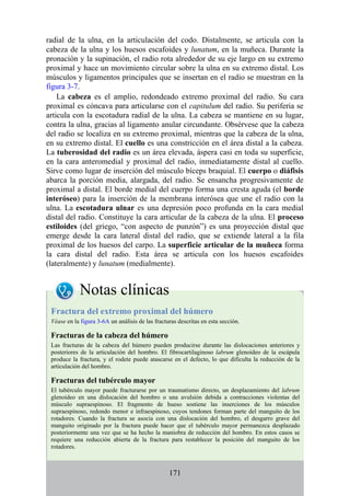 radial de la ulna, en la articulación del codo. Distalmente, se articula con la
cabeza de la ulna y los huesos escafoides y lunatum, en la muñeca. Durante la
pronación y la supinación, el radio rota alrededor de su eje largo en su extremo
proximal y hace un movimiento circular sobre la ulna en su extremo distal. Los
músculos y ligamentos principales que se insertan en el radio se muestran en la
figura 3-7.
La cabeza es el amplio, redondeado extremo proximal del radio. Su cara
proximal es cóncava para articularse con el capitulum del radio. Su periferia se
articula con la escotadura radial de la ulna. La cabeza se mantiene en su lugar,
contra la ulna, gracias al ligamento anular circundante. Obsérvese que la cabeza
del radio se localiza en su extremo proximal, mientras que la cabeza de la ulna,
en su extremo distal. El cuello es una constricción en el área distal a la cabeza.
La tuberosidad del radio es un área elevada, áspera casi en toda su superficie,
en la cara anteromedial y proximal del radio, inmediatamente distal al cuello.
Sirve como lugar de inserción del músculo bíceps braquial. El cuerpo o diáfisis
abarca la porción media, alargada, del radio. Se ensancha progresivamente de
proximal a distal. El borde medial del cuerpo forma una cresta aguda (el borde
interóseo) para la inserción de la membrana interósea que une el radio con la
ulna. La escotadura ulnar es una depresión poco profunda en la cara medial
distal del radio. Constituye la cara articular de la cabeza de la ulna. El proceso
estiloides (del griego, “con aspecto de punzón”) es una proyección distal que
emerge desde la cara lateral distal del radio, que se extiende lateral a la fila
proximal de los huesos del carpo. La superficie articular de la muñeca forma
la cara distal del radio. Esta área se articula con los huesos escafoides
(lateralmente) y lunatum (medialmente).
Notas clínicas
Fractura del extremo proximal del húmero
Véase en la figura 3-6A un análisis de las fracturas descritas en esta sección.
Fracturas de la cabeza del húmero
Las fracturas de la cabeza del húmero pueden producirse durante las dislocaciones anteriores y
posteriores de la articulación del hombro. El fibrocartilaginoso labrum glenoideo de la escápula
produce la fractura, y el rodete puede atascarse en el defecto, lo que dificulta la reducción de la
articulación del hombro.
Fracturas del tubérculo mayor
El tubérculo mayor puede fracturarse por un traumatismo directo, un desplazamiento del labrum
glenoideo en una dislocación del hombro o una avulsión debida a contracciones violentas del
músculo supraespinoso. El fragmento de hueso sostiene las inserciones de los músculos
supraespinoso, redondo menor e infraespinoso, cuyos tendones forman parte del manguito de los
rotadores. Cuando la fractura se asocia con una dislocación del hombro, el desgarro grave del
manguito originado por la fractura puede hacer que el tubérculo mayor permanezca desplazado
posteriormente una vez que se ha hecho la maniobra de reducción del hombro. En estos casos se
requiere una reducción abierta de la fractura para restablecer la posición del manguito de los
rotadores.
171
 