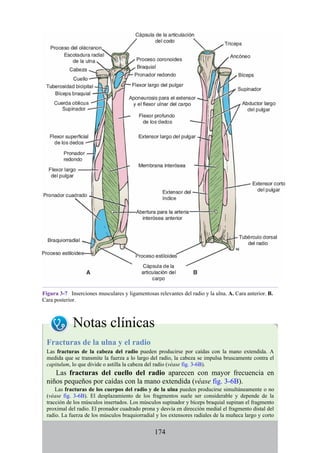 Figura 3-7 Inserciones musculares y ligamentosas relevantes del radio y la ulna. A. Cara anterior. B.
Cara posterior.
Notas clínicas
Fracturas de la ulna y el radio
Las fracturas de la cabeza del radio pueden producirse por caídas con la mano extendida. A
medida que se transmite la fuerza a lo largo del radio, la cabeza se impulsa bruscamente contra el
capitulum, lo que divide o astilla la cabeza del radio (véase fig. 3-6B).
Las fracturas del cuello del radio aparecen con mayor frecuencia en
niños pequeños por caídas con la mano extendida (véase fig. 3-6B).
Las fracturas de los cuerpos del radio y de la ulna pueden producirse simultáneamente o no
(véase fig. 3-6B). El desplazamiento de los fragmentos suele ser considerable y depende de la
tracción de los músculos insertados. Los músculos supinador y bíceps braquial supinan el fragmento
proximal del radio. El pronador cuadrado prona y desvía en dirección medial el fragmento distal del
radio. La fuerza de los músculos braquiorradial y los extensores radiales de la muñeca largo y corto
174
 