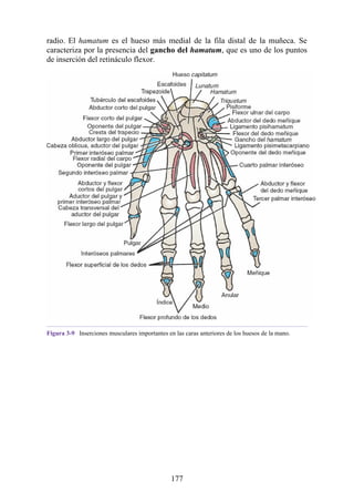 radio. El hamatum es el hueso más medial de la fila distal de la muñeca. Se
caracteriza por la presencia del gancho del hamatum, que es uno de los puntos
de inserción del retináculo flexor.
Figura 3-9 Inserciones musculares importantes en las caras anteriores de los huesos de la mano.
177
 