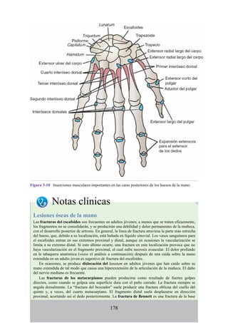 Figura 3-10 Inserciones musculares importantes en las caras posteriores de los huesos de la mano.
Notas clínicas
Lesiones óseas de la mano
Las fracturas del escafoides son frecuentes en adultos jóvenes; a menos que se traten eficazmente,
los fragmentos no se consolidarán, y se producirán una debilidad y dolor permanentes de la muñeca,
con el desarrollo posterior de artrosis. En general, la línea de fractura atraviesa la parte más estrecha
del hueso, que, debido a su localización, está bañada en líquido sinovial. Los vasos sanguíneos para
el escafoides entran en sus extremos proximal y distal, aunque en ocasiones la vascularización se
limita a su extremo distal. Si esto último ocurre, una fractura en esta localización provoca que no
haya vascularización en el fragmento proximal, el cual sufre necrosis avascular. El dolor profundo
en la tabaquera anatómica (véase el análisis a continuación) después de una caída sobre la mano
extendida en un adulto joven es sugestivo de fractura del escafoides.
En ocasiones, se produce dislocación del lunatum en adultos jóvenes que han caído sobre su
mano extendida de tal modo que causa una hiperextensión de la articulación de la muñeca. El daño
del nervio mediano es frecuente.
Las fracturas de los metacarpianos pueden producirse como resultado de fuertes golpes
directos, como cuando se golpea una superficie dura con el puño cerrado. La fractura siempre se
angula dorsalmente. La “fractura del boxeador” suele producir una fractura oblicua del cuello del
quinto y, a veces, del cuarto metacarpiano. El fragmento distal suele desplazarse en dirección
proximal, acortando así el dedo posteriormente. La fractura de Bennett es una fractura de la base
178
 