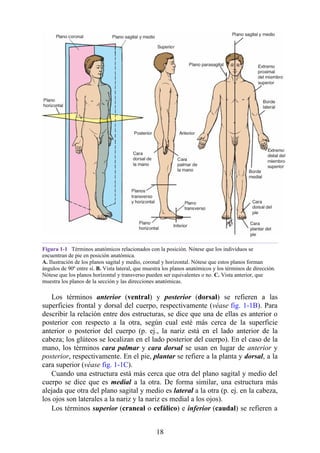 Figura 1-1 Términos anatómicos relacionados con la posición. Nótese que los individuos se
encuentran de pie en posición anatómica.
A. Ilustración de los planos sagital y medio, coronal y horizontal. Nótese que estos planos forman
ángulos de 90º entre sí. B. Vista lateral, que muestra los planos anatómicos y los términos de dirección.
Nótese que los planos horizontal y transverso pueden ser equivalentes o no. C. Vista anterior, que
muestra los planos de la sección y las direcciones anatómicas.
Los términos anterior (ventral) y posterior (dorsal) se refieren a las
superficies frontal y dorsal del cuerpo, respectivamente (véase fig. 1-1B). Para
describir la relación entre dos estructuras, se dice que una de ellas es anterior o
posterior con respecto a la otra, según cual esté más cerca de la superficie
anterior o posterior del cuerpo (p. ej., la nariz está en el lado anterior de la
cabeza; los glúteos se localizan en el lado posterior del cuerpo). En el caso de la
mano, los términos cara palmar y cara dorsal se usan en lugar de anterior y
posterior, respectivamente. En el pie, plantar se refiere a la planta y dorsal, a la
cara superior (véase fig. 1-1C).
Cuando una estructura está más cerca que otra del plano sagital y medio del
cuerpo se dice que es medial a la otra. De forma similar, una estructura más
alejada que otra del plano sagital y medio es lateral a la otra (p. ej. en la cabeza,
los ojos son laterales a la nariz y la nariz es medial a los ojos).
Los términos superior (craneal o cefálico) e inferior (caudal) se refieren a
18
 