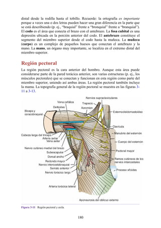 distal desde la rodilla hasta el tobillo. Recuerde: la ortografía es importante
porque a veces una o dos letras pueden hacer una gran diferencia en la parte que
se está describiendo (p. ej., “braquial” frente a “bronquial” frente a “branquial”).
El codo es el área que conecta el brazo con el antebrazo. La fosa cubital es una
depresión ubicada en la porción anterior del codo. El antebrazo constituye el
segmento del miembro superior desde el codo hasta la muñeca. La muñeca
(carpo) es un complejo de pequeños huesos que conectan el antebrazo y la
mano. La mano, un órgano muy importante, se localiza en el extremo distal del
miembro superior.
Región pectoral
La región pectoral es la cara anterior del hombro. Aunque esta área puede
considerarse parte de la pared torácica anterior, son varias estructuras (p. ej., los
músculos pectorales) que se conectan y funcionan en esta región como parte del
miembro superior, uniendo así ambas áreas. La región pectoral también incluye
la mama. La topografía general de la región pectoral se muestra en las figuras 3-
11 a 3-13.
Figura 3-11 Región pectoral y axila.
180
 