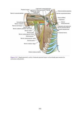 Figura 3-12 Región pectoral y axila; el músculo pectoral mayor se ha retirado para mostrar las
estructuras subyacentes.
181
 