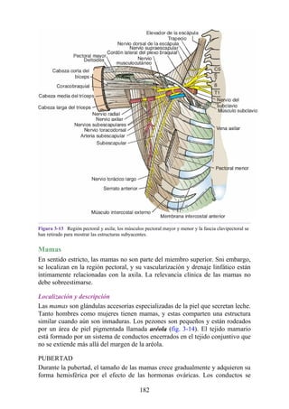 Figura 3-13 Región pectoral y axila; los músculos pectoral mayor y menor y la fascia clavipectoral se
han retirado para mostrar las estructuras subyacentes.
Mamas
En sentido estricto, las mamas no son parte del miembro superior. Sni embargo,
se localizan en la región pectoral, y su vascularización y drenaje linfático están
íntimamente relacionadas con la axila. La relevancia clínica de las mamas no
debe sobreestimarse.
Localización y descripción
Las mamas son glándulas accesorias especializadas de la piel que secretan leche.
Tanto hombres como mujeres tienen mamas, y estas comparten una estructura
similar cuando aún son inmaduras. Los pezones son pequeños y están rodeados
por un área de piel pigmentada llamada aréola (fig. 3-14). El tejido mamario
está formado por un sistema de conductos encerrados en el tejido conjuntivo que
no se extiende más allá del margen de la aréola.
PUBERTAD
Durante la pubertad, el tamaño de las mamas crece gradualmente y adquieren su
forma hemisférica por el efecto de las hormonas ováricas. Los conductos se
182
 