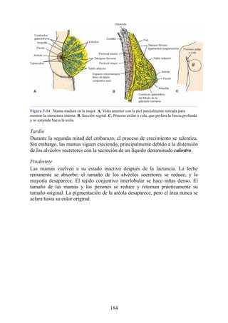 Figura 3-14 Mama madura en la mujer. A. Vista anterior con la piel parcialmente retirada para
mostrar la estructura interna. B. Sección sagital. C. Proceso axilar o cola, que perfora la fascia profunda
y se extiende hacia la axila.
Tardío
Durante la segunda mitad del embarazo, el proceso de crecimiento se ralentiza.
Sin embargo, las mamas siguen creciendo, principalmente debido a la distensión
de los alvéolos secretores con la secreción de un líquido denominado calostro.
Posdestete
Las mamas vuelven a su estado inactivo después de la lactancia. La leche
remanente se absorbe; el tamaño de los alvéolos secretores se reduce, y la
mayoría desaparece. El tejido conjuntivo interlobular se hace mñas denso. El
tamaño de las mamas y los pezones se reduce y retoman prácticamente su
tamaño original. La pigmentación de la aréola desaparece, pero el área nunca se
aclara hasta su color original.
184
 