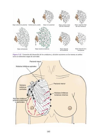 Figura 3-15 Extensión del desarrollo de los conductos y alvéolos secretores en las mamas en ambos
sexos en diferentes etapas de actividad.
185
 