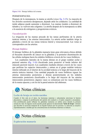 Figura 3-16 Drenaje linfático de la mama.
POSMENOPAUSIA
Después de la menopausia, la mama se atrofia (véase fig. 3-15). La mayoría de
los alvéolos secretores desaparecen, dejando atrás los conductos. La cantidad de
tejido adiposo puede aumentar o disminuir. Las mamas tienden a disminuir de
tamaño y se vuelven más colgantes. La atrofia después de la menopausia se debe
a la ausencia de estrógenos y progesterona ováricos.
Vascularización
La irrigación de las mamas procede de las ramas perforantes de la arteria
torácica interna y las arterias intercostales. La arteria axilar también irriga la
glándula a través de sus ramas torácica lateral y toracoacromial. Las venas se
corresponden con las arterias.
Drenaje linfático
El drenaje linfático de la glándula mamaria tiene gran relevancia clínica debido
al frecuente desarrollo de cáncer en la glándula y la posterior diseminación de
las células malignas hacia los nódulos linfáticos a través de los vasos linfáticos.
Los cuadrantes laterales de la mama drenan en el grupo nodular axilar o
pectoral anterior (fig. 3-16) (localizado justo posterior al borde inferior del
músculo pectoral mayor). Los cuadrantes mediales drenan a través de los vasos
que perforan los espacios intercostales y entran en el grupo nodular torácico
interno (ubicado en el interior de la cavidad torácica a lo largo del trayecto de la
arteria torácica interna). Una cantidad pequeña de vasos linfáticos siguen las
arterias intercostales posteriores y drenan posteriormente en los nódulos
intercostales posteriores (localizados a lo largo del trayecto de las arterias
intercostales posteriores); algunos vasos se comunican con los vasos linfáticos
de la mama opuesta y con los de la pared anterior del abdomen.
Notas clínicas
Leche de bruja en recién nacidos
Cuando el feto está en el útero, las hormonas maternas y placentarias atraviesan la barrera
placentaria y originan la proliferación del epitelio del conducto y el tejido conjuntivo circundante.
Esta proliferación puede inflamar las glándulas mamarias en ambos sexos durante la primera
semana de vida. En algunos recién nacidos puede aparecer la denominada “leche de bruja”, término
que describe la secreción temporal de un líquido lechoso por los pezones. La afección se resuelve
espontáneamente a medida que las concentraciones de hormonas maternas se reducen.
Notas clínicas
Exploración mamaria
186
 