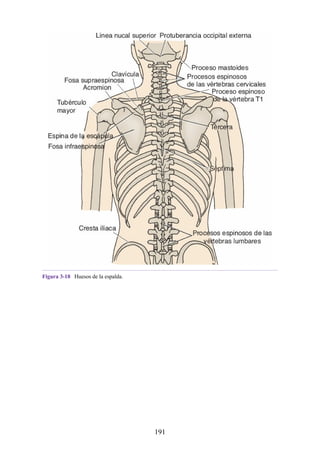 Figura 3-18 Huesos de la espalda.
191
 