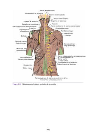 Figura 3-19 Músculos superficiales y profundos de la espalda.
192
 