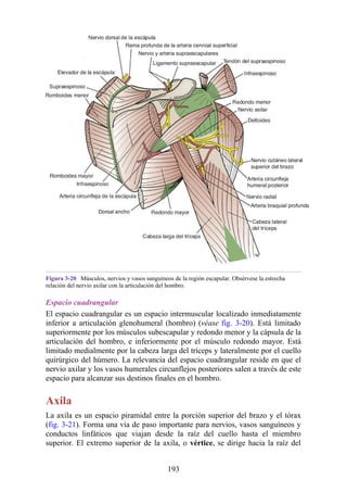 Figura 3-20 Músculos, nervios y vasos sanguíneos de la región escapular. Obsérvese la estrecha
relación del nervio axilar con la articulación del hombro.
Espacio cuadrangular
El espacio cuadrangular es un espacio intermuscular localizado inmediatamente
inferior a articulación glenohumeral (hombro) (véase fig. 3-20). Está limitado
superiormente por los músculos subescapular y redondo menor y la cápsula de la
articulación del hombro, e inferiormente por el músculo redondo mayor. Está
limitado medialmente por la cabeza larga del tríceps y lateralmente por el cuello
quirúrgico del húmero. La relevancia del espacio cuadrangular reside en que el
nervio axilar y los vasos humerales circunflejos posteriores salen a través de este
espacio para alcanzar sus destinos finales en el hombro.
Axila
La axila es un espacio piramidal entre la porción superior del brazo y el tórax
(fig. 3-21). Forma una vía de paso importante para nervios, vasos sanguíneos y
conductos linfáticos que viajan desde la raíz del cuello hasta el miembro
superior. El extremo superior de la axila, o vértice, se dirige hacia la raíz del
193
 