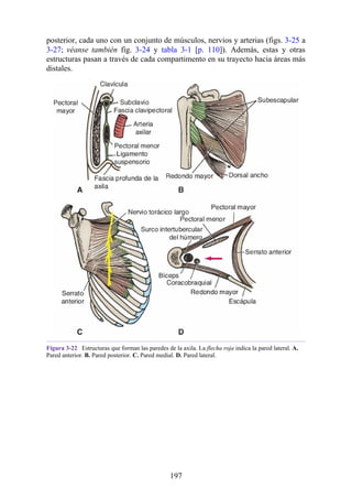 posterior, cada uno con un conjunto de músculos, nervios y arterias (figs. 3-25 a
3-27; véanse también fig. 3-24 y tabla 3-1 [p. 110]). Además, estas y otras
estructuras pasan a través de cada compartimento en su trayecto hacia áreas más
distales.
Figura 3-22 Estructuras que forman las paredes de la axila. La flecha roja indica la pared lateral. A.
Pared anterior. B. Pared posterior. C. Pared medial. D. Pared lateral.
197
 