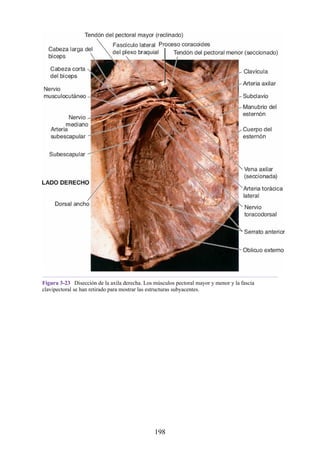 Figura 3-23 Disección de la axila derecha. Los músculos pectoral mayor y menor y la fascia
clavipectoral se han retirado para mostrar las estructuras subyacentes.
198
 