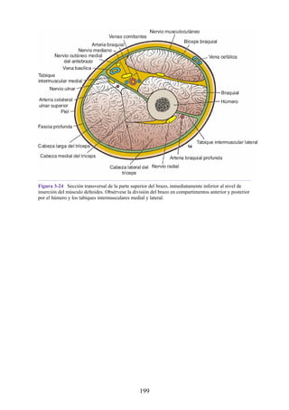 Figura 3-24 Sección transversal de la parte superior del brazo, inmediatamente inferior al nivel de
inserción del músculo deltoides. Obsérvese la división del brazo en compartimentos anterior y posterior
por el húmero y los tabiques intermusculares medial y lateral.
199
 