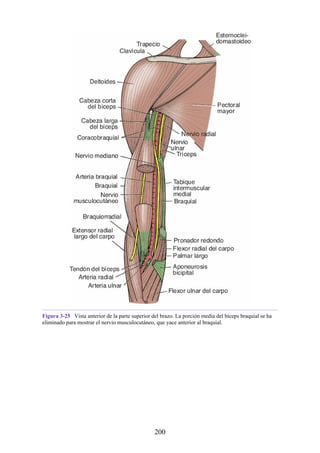 Figura 3-25 Vista anterior de la parte superior del brazo. La porción media del bíceps braquial se ha
eliminado para mostrar el nervio musculocutáneo, que yace anterior al braquial.
200
 