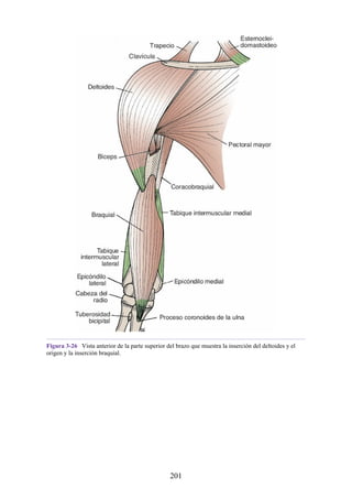 Figura 3-26 Vista anterior de la parte superior del brazo que muestra la inserción del deltoides y el
origen y la inserción braquial.
201
 