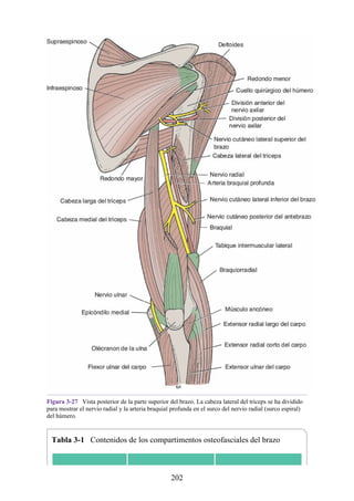 Figura 3-27 Vista posterior de la parte superior del brazo. La cabeza lateral del tríceps se ha dividido
para mostrar el nervio radial y la arteria braquial profunda en el surco del nervio radial (surco espiral)
del húmero.
Tabla 3-1 Contenidos de los compartimentos osteofasciales del brazo
202
 