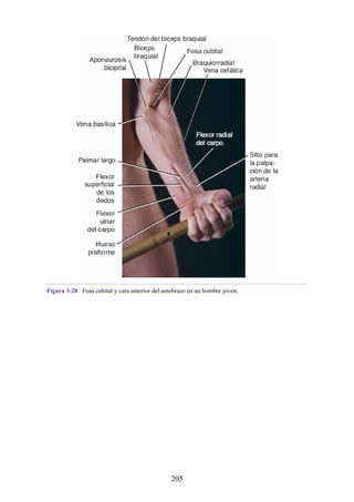 Figura 3-28 Fosa cubital y cara anterior del antebrazo en un hombre joven.
205
 