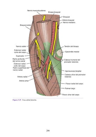 Figura 3-29 Fosa cubital derecha.
206
 