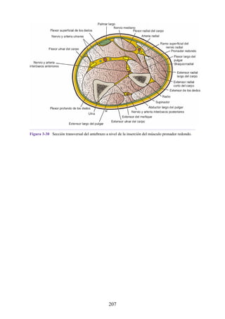 Figura 3-30 Sección transversal del antebrazo a nivel de la inserción del músculo pronador redondo.
207
 