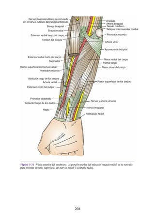 Figura 3-31 Vista anterior del antebrazo. La porción media del músculo braquiorradial se ha retirado
para mostrar el ramo superficial del nervio radial y la arteria radial.
208
 