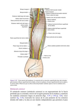 Figura 3-32 Vista anterior del antebrazo. La mayoría de los músculos superficiales han sido retirados
para mostrar el flexor superficial de los dedos, el nervio mediano, el ramo superficial del nervio radial y
la arteria radial. Obsérvese que la cabeza ulnar del pronador redondo separa el nervio mediano de la
arteria ulnar.
Retináculo extensor
El retináculo extensor (retináculo extensor) es un engrosamiento de la fascia
profunda que se extiende a través de la región posterior de la muñeca y mantiene
los tendones extensores largos en posición (figs. 3-39 y 3-40 [p. 120]; véase
también fig. 3-34). Convierte los surcos de la cara posterior de los extremos
distales del radio y la ulna en seis túneles independientes que permiten el paso
209
 
