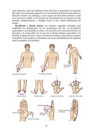 caras anteriores tanto del antebrazo como del brazo se aproximan; la extensión
del codo es el movimiento opuesto). Los movimientos de flexión suelen darse en
dirección anterior; sin embargo, a veces siguen una trayectoria posterior, como
en el caso de la rodilla. En la flexión, los movimientos por lo general son más
potentes, antigravitatorios, y dirigidos hacia la cara ventral embrionaria del
cuerpo.
Dorsiflexión y flexión plantar son términos especiales utilizados para
simplificar las descripciones de los movimientos del pie. La dorsiflexión
(equivalente a la extensión) se refiere a la elevación de la cara dorsal del pie en
dirección a la cresta tibial. En el caso de la flexión plantar (equivalente a la
flexión), la planta del pie se mueve en dirección inferior, como ocurre al pararse
de puntillas. Estos aspectos se abordarán con mayor profundidad en los capítulos
sobre la espalda y los miembros.
21
 