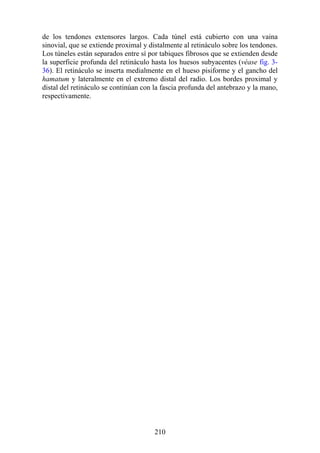 de los tendones extensores largos. Cada túnel está cubierto con una vaina
sinovial, que se extiende proximal y distalmente al retináculo sobre los tendones.
Los túneles están separados entre sí por tabiques fibrosos que se extienden desde
la superficie profunda del retináculo hasta los huesos subyacentes (véase fig. 3-
36). El retináculo se inserta medialmente en el hueso pisiforme y el gancho del
hamatum y lateralmente en el extremo distal del radio. Los bordes proximal y
distal del retináculo se continúan con la fascia profunda del antebrazo y la mano,
respectivamente.
210
 