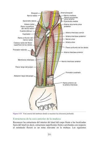 Figura 3-33 Vista anterior del antebrazo donde se muestran las estructuras profundas.
Estructuras de la cara anterior de la muñeca
Reconocer las estructuras del interior del túnel del carpo frente a las localizadas
fuera del túnel (es decir, estructuras superficiales frente a profundas con respecto
al retináculo flexor) es un tema relevante en la muñeca. Las siguientes
211
 