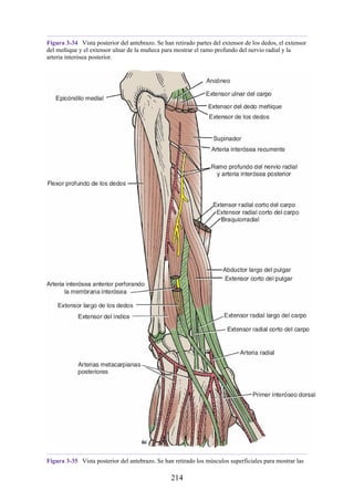 Figura 3-34 Vista posterior del antebrazo. Se han retirado partes del extensor de los dedos, el extensor
del meñique y el extensor ulnar de la muñeca para mostrar el ramo profundo del nervio radial y la
arteria interósea posterior.
Figura 3-35 Vista posterior del antebrazo. Se han retirado los músculos superficiales para mostrar las
214
 