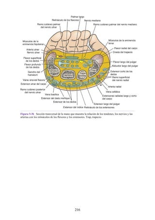 Figura 3-36 Sección transversal de la mano que muestra la relación de los tendones, los nervios y las
arterias con los retináculos de los flexores y los extensores. Trap, trapecio.
216
 