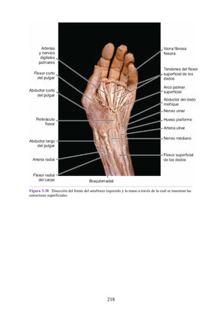 Figura 3-38 Disección del frente del antebrazo izquierdo y la mano a través de la cual se muestran las
estructuras superficiales.
218
 
