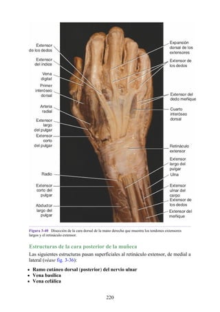 Figura 3-40 Disección de la cara dorsal de la mano derecha que muestra los tendones extensores
largos y el retináculo extensor.
Estructuras de la cara posterior de la muñeca
Las siguientes estructuras pasan superficiales al retináculo extensor, de medial a
lateral (véase fig. 3-36):
Ramo cutáneo dorsal (posterior) del nervio ulnar
Vena basílica
Vena cefálica
220
 
