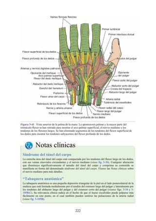 Figura 3-41 Vista anterior de la palma de la mano. La aponeurosis palmar y la mayor parte del
retináculo flexor se han retirado para mostrar el arco palmar superficial, el nervio mediano y los
tendones de los flexores largos. Se han eliminado segmentos de los tendones del flexor superficial de
los dedos para mostrar los tendones subyacentes del flexor profundo de los dedos.
Notas clínicas
Síndrome del túnel del carpo
La estrecha área del túnel del carpo está compactada por los tendones del flexor largo de los dedos,
con sus vainas sinoviales circundantes y el nervio mediano (véase fig. 3-36). Cualquier alteración
que disminuya significativamente el tamaño del túnel del carpo y comprima su contenido se
manifiesta en forma del denominado síndrome del túnel del carpo. Véanse las Notas clínicas sobre
el nervio mediano para más detalles.
“Tabaquera anatómica”
La tabaquera anatómica es una pequeña depresión triangular de la piel en el lado posterolateral de la
muñeca que está limitada medialmente por el tendón del extensor largo del pulgar y lateralmente por
los tendones del abductor largo del pulgar y del extensor corto del pulgar (véanse figs. 3-34 y 3-
105B,C). Su relevancia clínica radica en el hecho de que el hueso escafoides puede palparse más
fácilmente en este punto, en el cual también pueden sentirse las pulsaciones de la arteria radial
(véase fig. 3-105B).
222
 